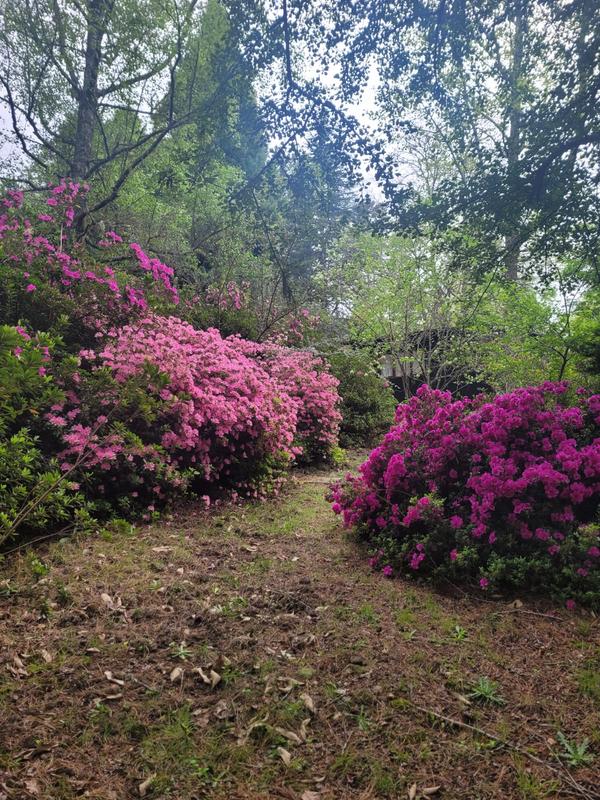 3 Bedroom Property for Sale in Hogsback Eastern Cape